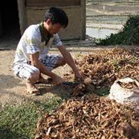 Thị trường - Tiêu dùng - Trung Quốc thu mua rễ cây để làm gì?