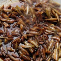 Ẩm thực - Mùa cá lòng tong về