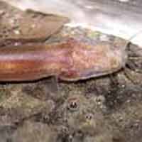 Tin tức trong ngày - Phát hiện loài cá mới không có mắt tại VN