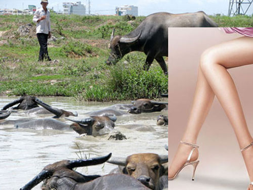 'Hám gái', đại gia thành ...kẻ chăn trâu - 1