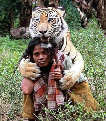 Indonesia: Rợn người chàng trai đùa với… hổ - 3