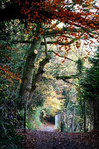 Vẻ đẹp xứ Wales một ngày cuối thu - 6