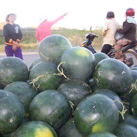 Thị trường - Tiêu dùng - Thương lái "mất hút", dưa hấu rớt giá thảm hại