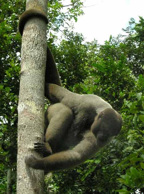 Ngao du khắp chốn ở rừng già Amazon (Phần 1) - 12