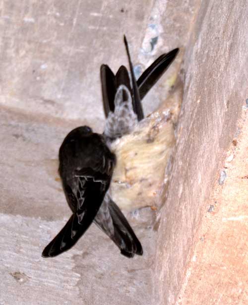 Yến sào: Người giàu, kẻ khổ - 2