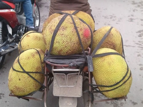 Mít non chín thơm nhờ tiêm thuốc? - 1