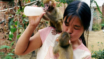 TQ: Chồng huấn luyện khỉ, vợ cho khỉ… bú - 1