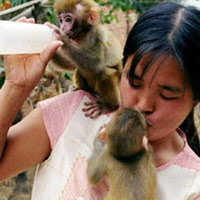 Tin tức trong ngày - TQ: Chồng huấn luyện khỉ, vợ cho khỉ… bú