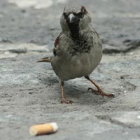 Tin tức trong ngày - Chim hoang đuổi côn trùng bằng tàn thuốc lá