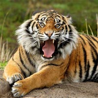 Tin tức trong ngày - Thái Lan: Hổ ăn thịt 2 thợ cạo mủ cao su