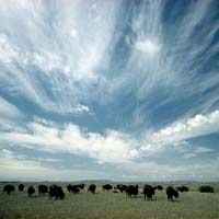 Du lịch - Vẻ đẹp hoang sơ của thảo nguyên nước Mỹ