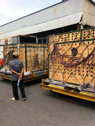 Nhập thú hiếm: Chuyện không phải ai cũng biết - 3