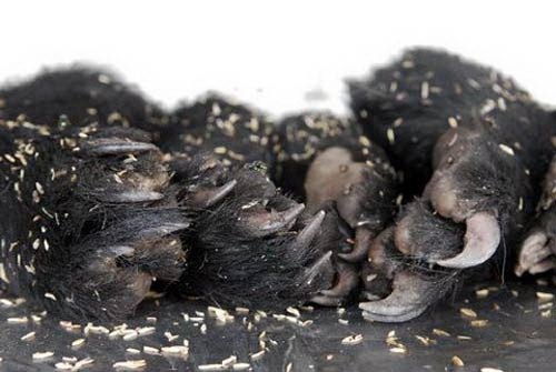 10 "thần dược cường dương" của đại gia Việt? - 4