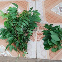 Sức khỏe đời sống - Bí mật về bài thuốc chữa bệnh mở khóa đầu