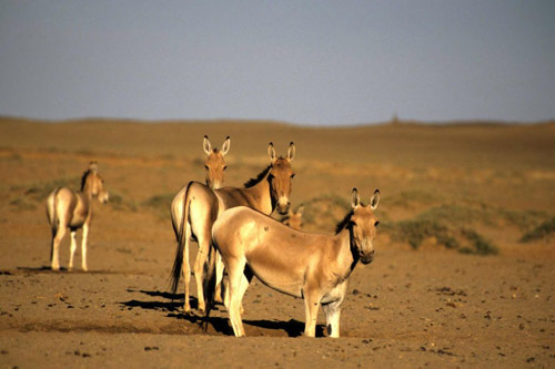 Kazakhstan – vùng đất của những điều kỳ diệu - 2