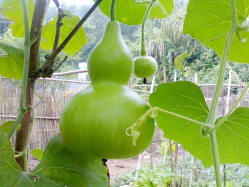 Bổ dưỡng lươn hấp bầu hồ lô - 2