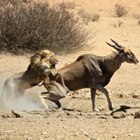Ảnh đẹp: Sư tử đực chồm lên linh dương