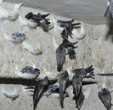 Tranh cãi nảy lửa vì... chim yến - 2