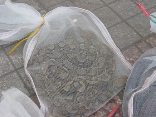 Rao bán rắn độc giữa phố - 2