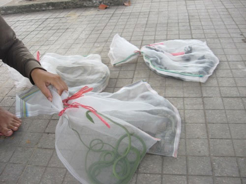 Rao bán rắn độc giữa phố - 3