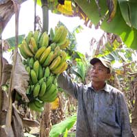 Thị trường - Tiêu dùng - Điêu đứng vì tin đồn "ăn chuối gây ung thư"