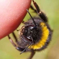 Sức khỏe đời sống - Những cách chữa bệnh kỳ dị nhất thế giới