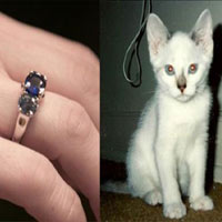 Thị trường - Tiêu dùng - Nghề 'độc': Biến thú cưng thành kim cương