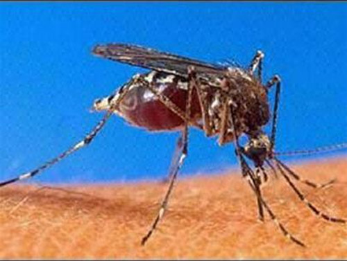 10 phát triển y học trong năm 2012 - 1