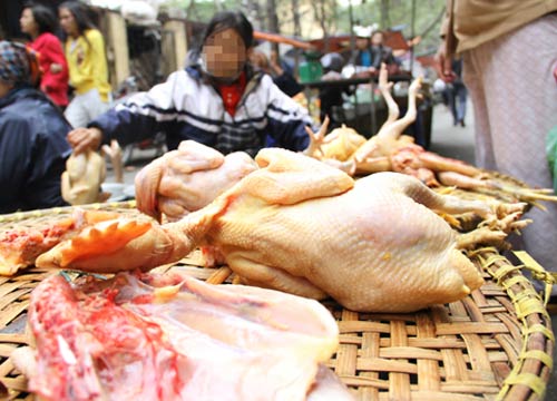 Tác hại khôn lường khi ăn gà tồn dư kháng sinh - 1