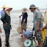 Thị trường - Tiêu dùng - Nghêu giảm giá, nông dân vẫn lãi lớn