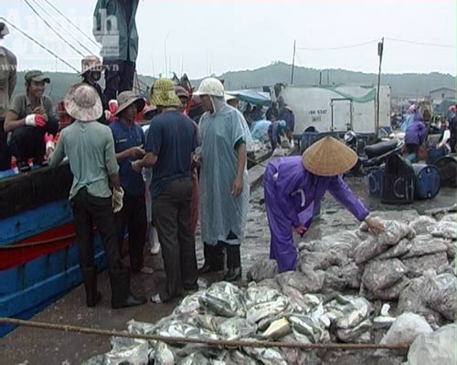 Đào trộm hàng tấn cá nóc thối, định đem bán - 3