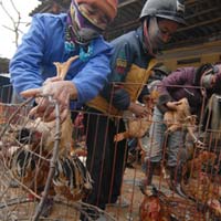 Thị trường - Tiêu dùng - Kinh hoàng con số nhập lậu gà thải TQ