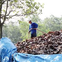 Thị trường - Tiêu dùng - Thương lái mua lá điều khô để...đốt