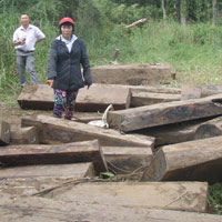 Tin tức trong ngày - Lại phát hiện gỗ quý dưới sông Sêrêpốk