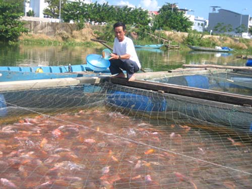 Đắng lòng vì 'lệnh' cấm nuôi cá trên sông - 1