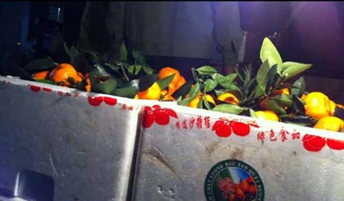 Vạch mặt quýt nhỏ “siêu ngọt” gắn mác Thái - 3