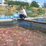 Thị trường - Tiêu dùng - Đắng lòng vì 'lệnh' cấm nuôi cá trên sông