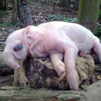 Phi thường - kỳ quặc - 6 trường hợp lợn đẻ ra "voi" xôn xao Việt Nam