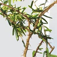 Sức khỏe đời sống - Cây thần dược chữa được 5 loại ung thư