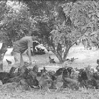 Thị trường - Tiêu dùng - Hà Nội: Đặt hàng 5 triệu con gà đồi đón Tết