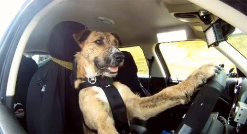Kinh ngạc: Chó lái ô tô thành thục - 1