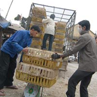 Thị trường - Tiêu dùng - Gà nhập lậu “ngồi” Mercedes vào Việt Nam