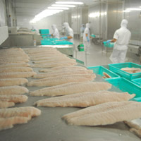 Thị trường - Tiêu dùng - Doanh nghiệp cá tra đang... hại nhau