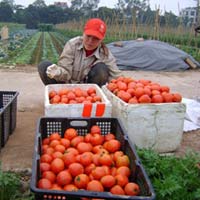 Thị trường - Tiêu dùng - Hà Nội: Lo gian lận dán tem rau an toàn