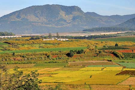Đắm chìm trong mùa vàng trên cao nguyên - 2