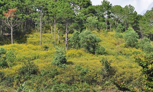 Đắm chìm trong mùa vàng trên cao nguyên - 5