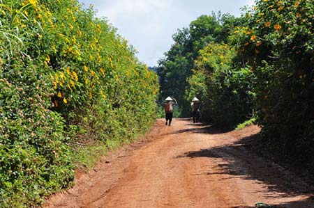 Đắm chìm trong mùa vàng trên cao nguyên - 6