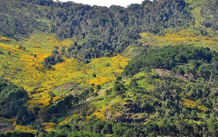 Đắm chìm trong mùa vàng trên cao nguyên - 12