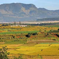 Du lịch - Đắm chìm trong mùa vàng trên cao nguyên