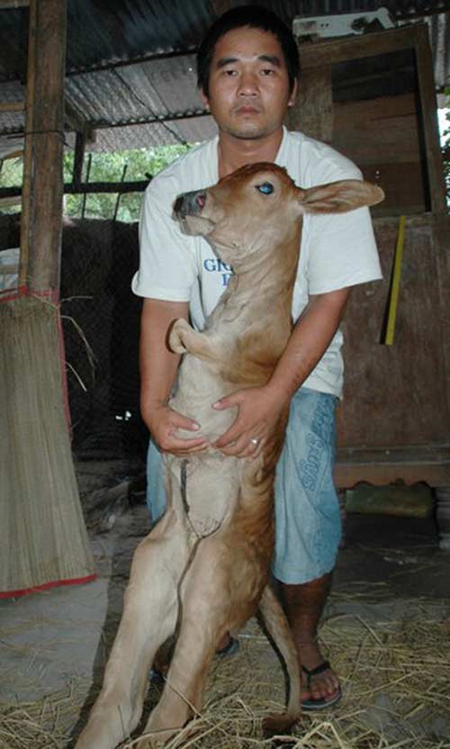 10 sinh vật lạ phát hiện tại Việt Nam 2012 - 3